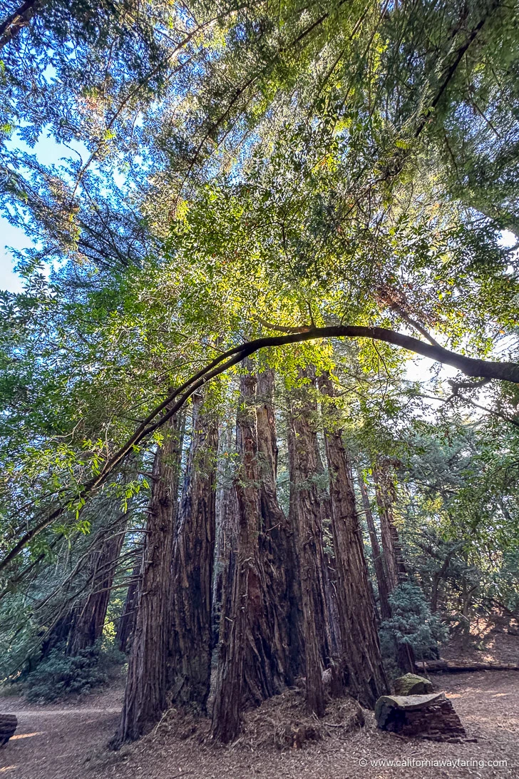 Big Sur Redwood Trees