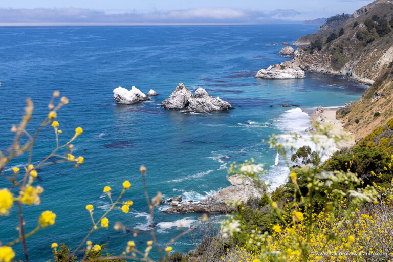 Yellow flowers in Big Sur