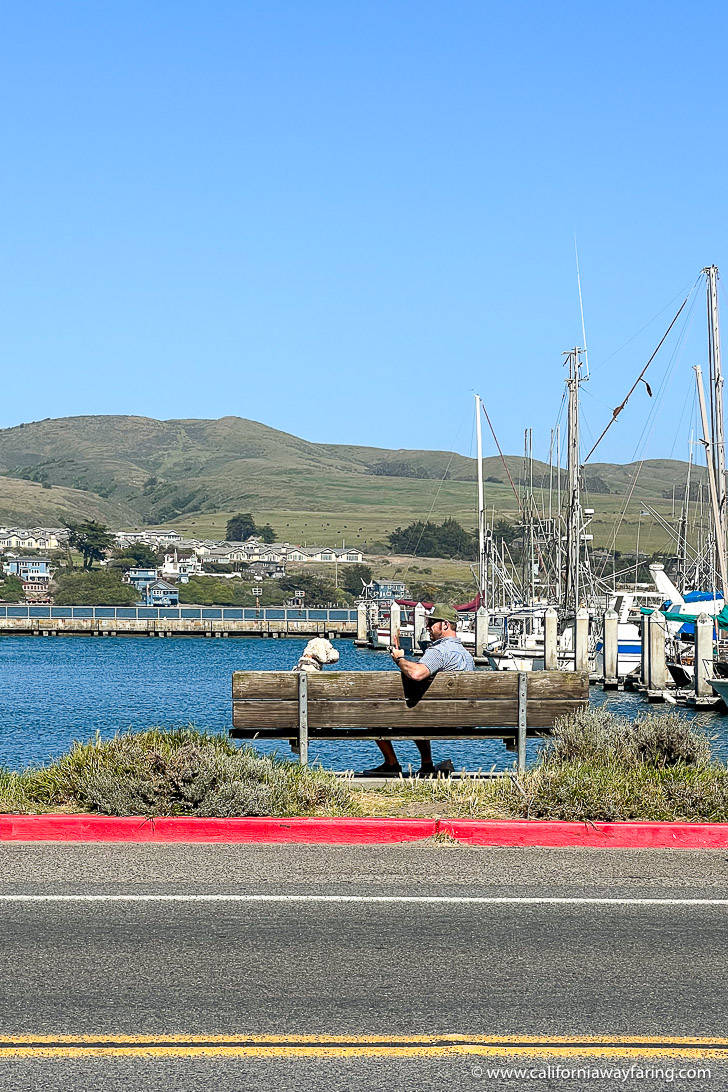 Bodega Bay
