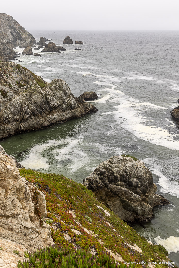 Bodega Head
