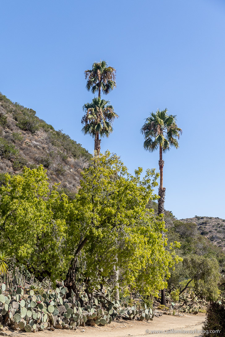 Botanic Garden on Catalina Island