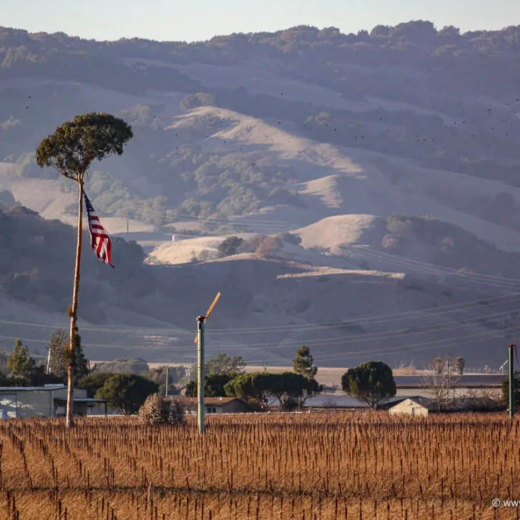 Carneros Vineyard