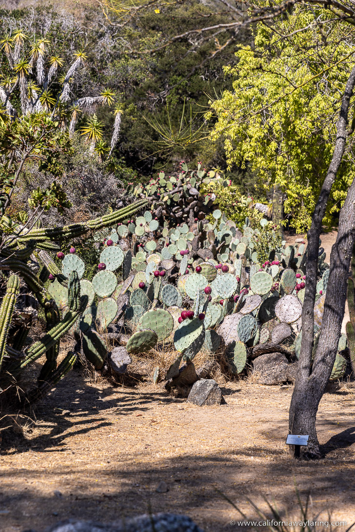 Catalina Botanic Garden