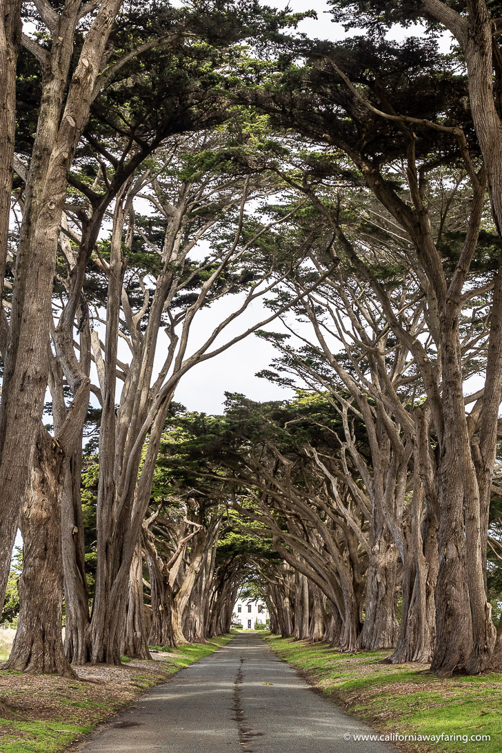 Cypress Tree Tunnel, Point Reyes