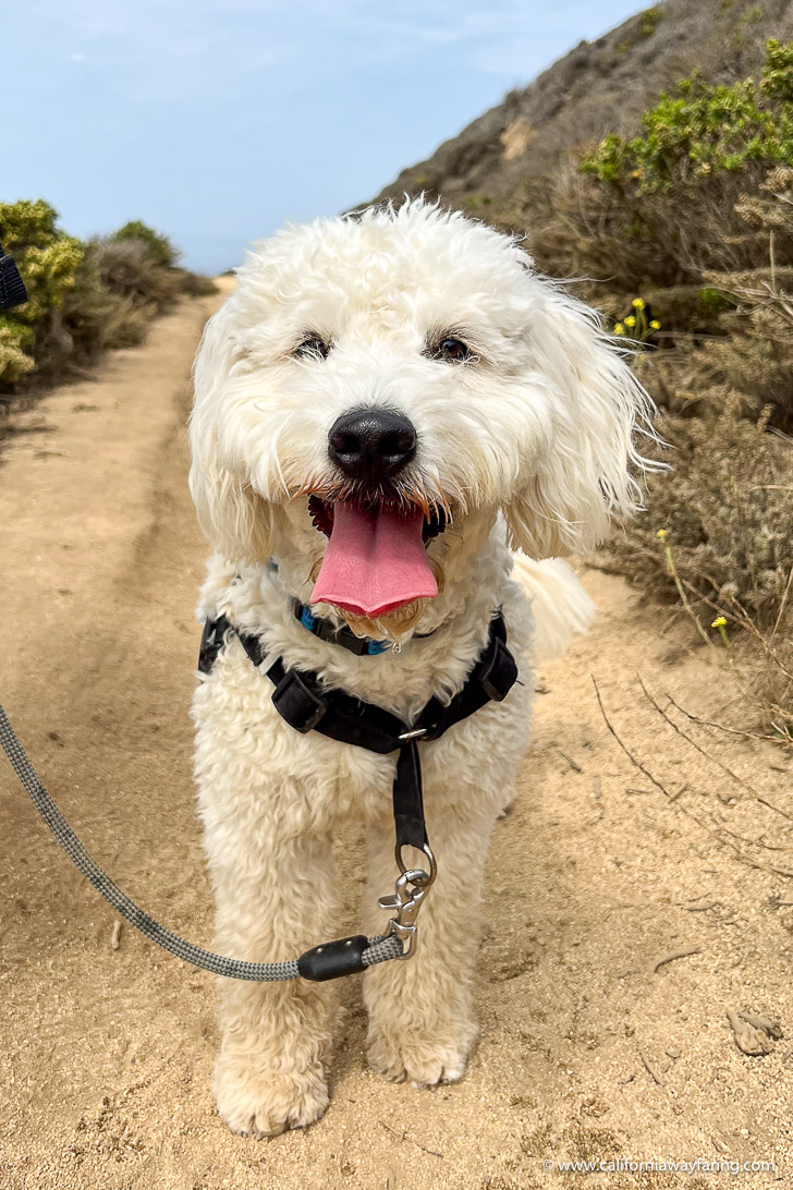 Dog on Montara Mountain