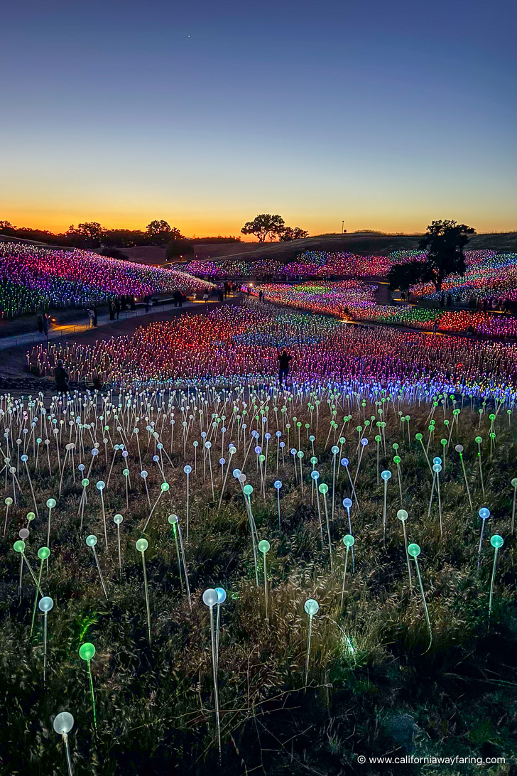 Field of Light at Sensorio