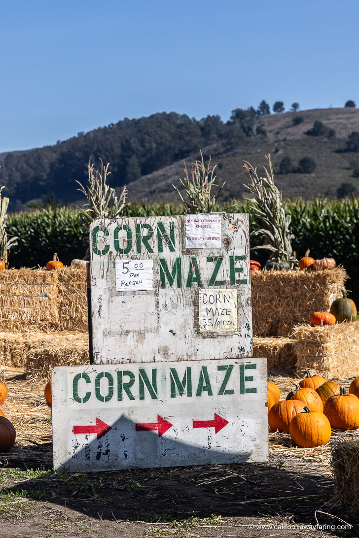 Half Moon Bay corn maze