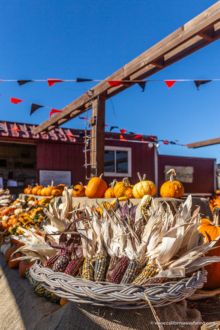 Half Moon Bay Corn