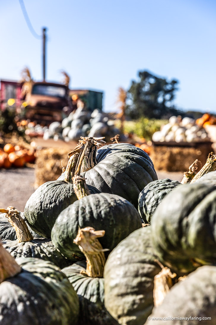 Half Moon Bay Green Pumpkins