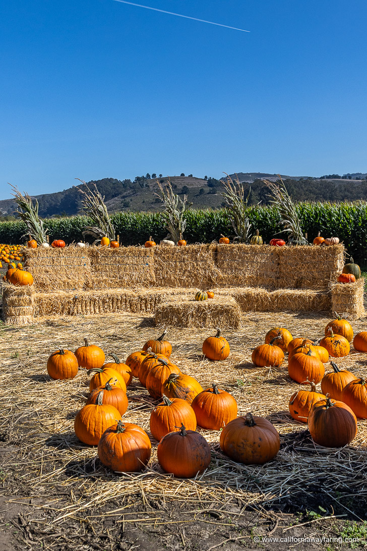 Half Moon Bay hay bales