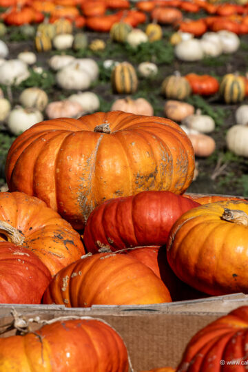 Half Moon Bay pumpkin bin