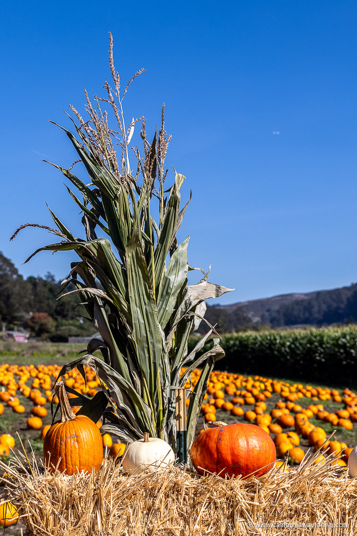 Half Moon Bay pumpkin patch corn