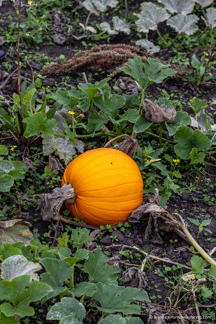 Half Moon Bay pumpkin