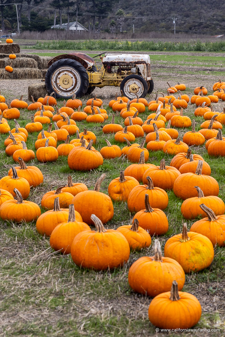 Half Moon Bay pumpkins and tractor