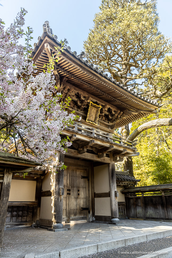 Japanese Tea Garden in San Francisco in spring