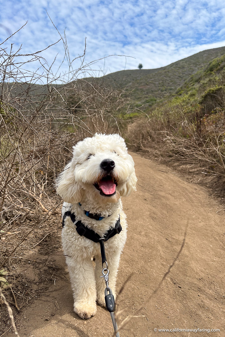 Dog on a Montara Mountain trail