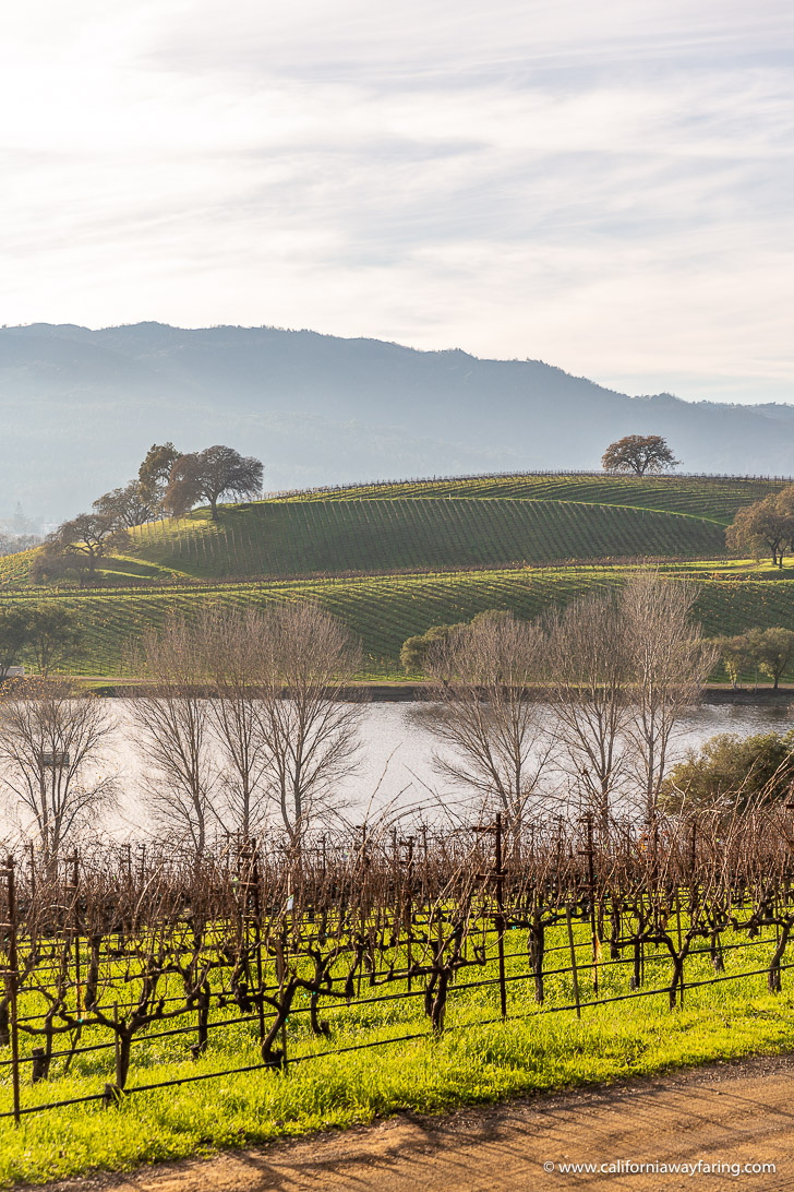 Napa vineyard and lake