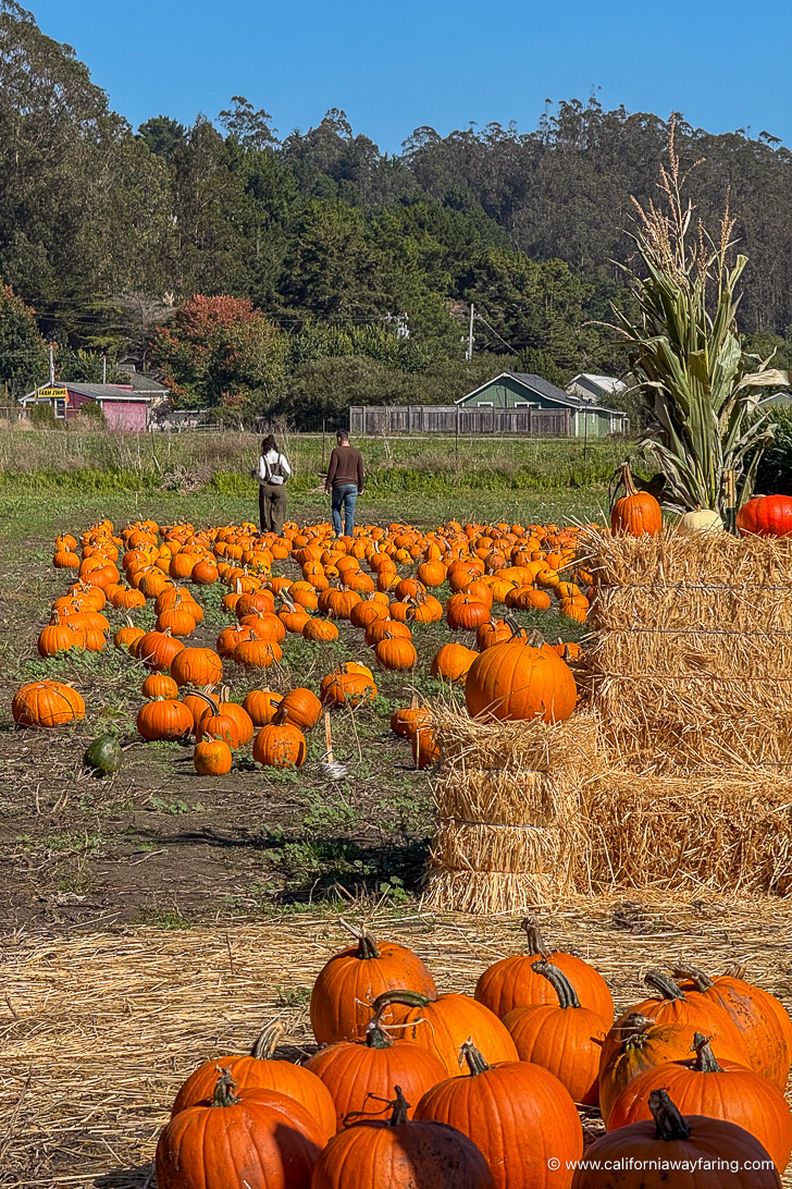 Couple in a pumpkin patch in Half Moon Bay
