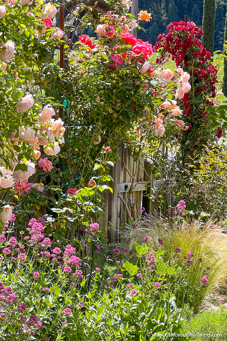 Russian River Roses