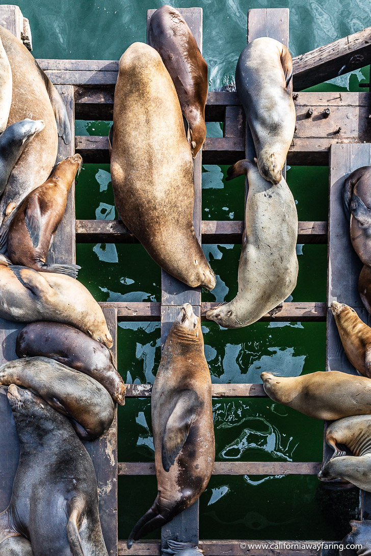 Santa Cruz Sea Lions