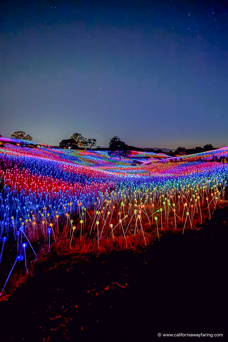 Field of Light at Sensorio