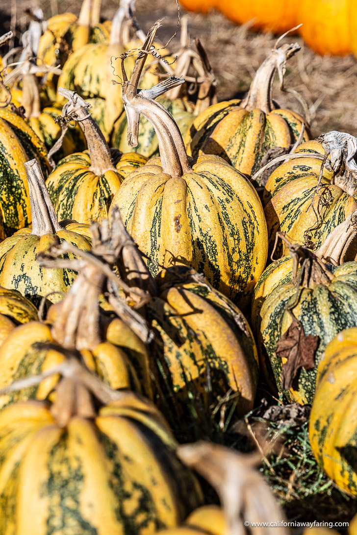 Striped pumpkins in Half Moon Bay