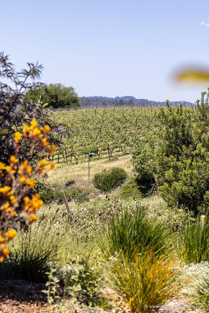 West Sonoma Coast vineyard