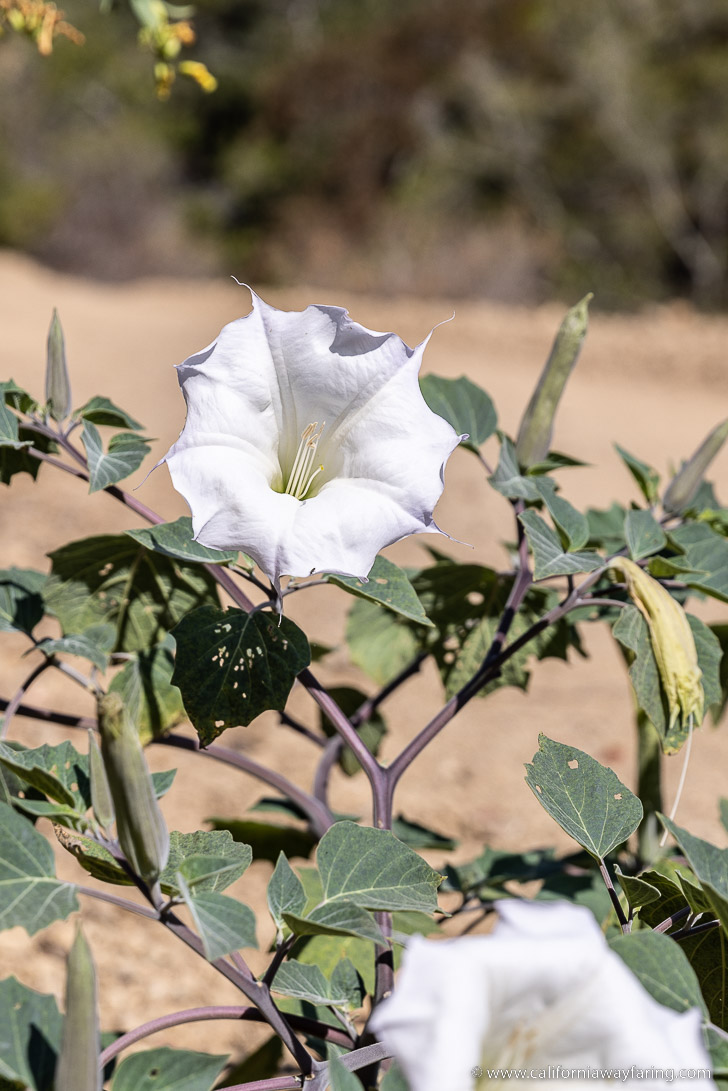 White Flowers on Catalina Island