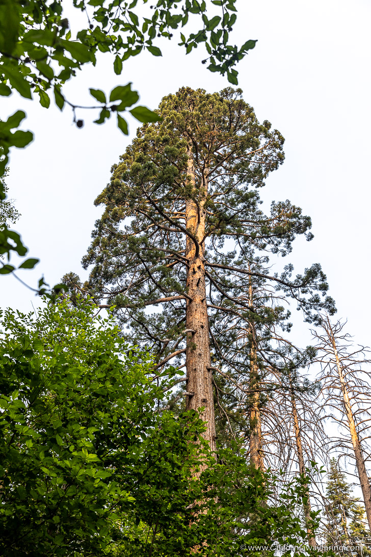 Yosemite Giant Sequoia