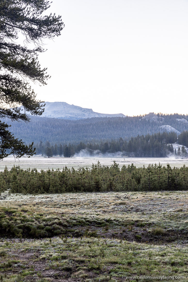Yosemite Morning Frost